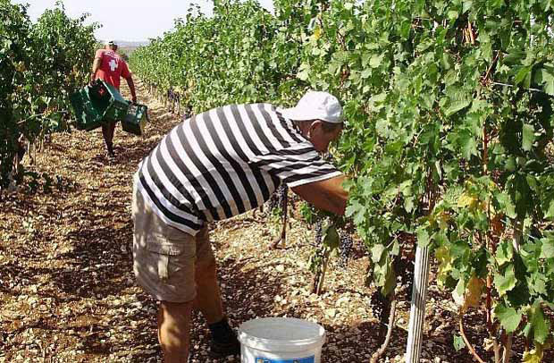 „Плантаже”: Марашева намештала билансе?